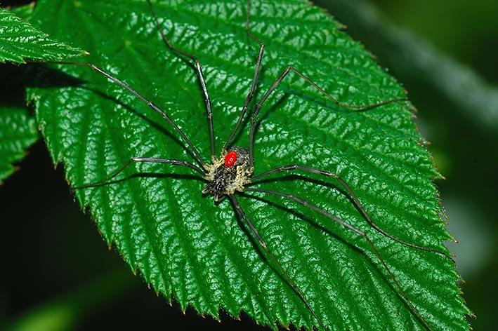 M. morio & O. canestrinii da 